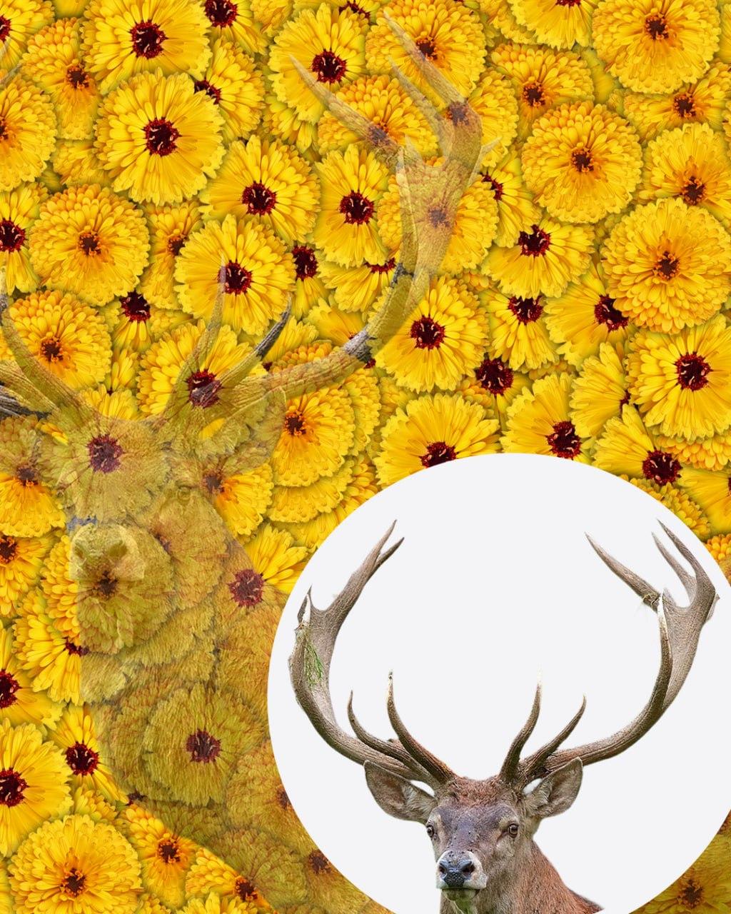 Pouze 1 z 10 lidí najde jelena na obrázku za 7 sekund: velmi složitý optický klam.