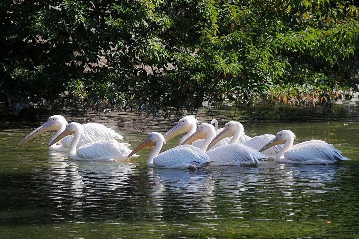 Najít ptáka, který se liší od ostatních, trvá méně než 10 sekund / koláž Moje