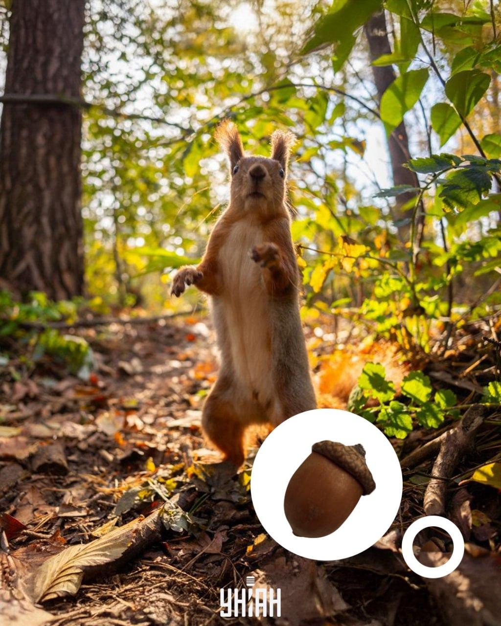 Žalud se nacházel ve spodní části optické skládačky / koláže s fotografií Mojeu