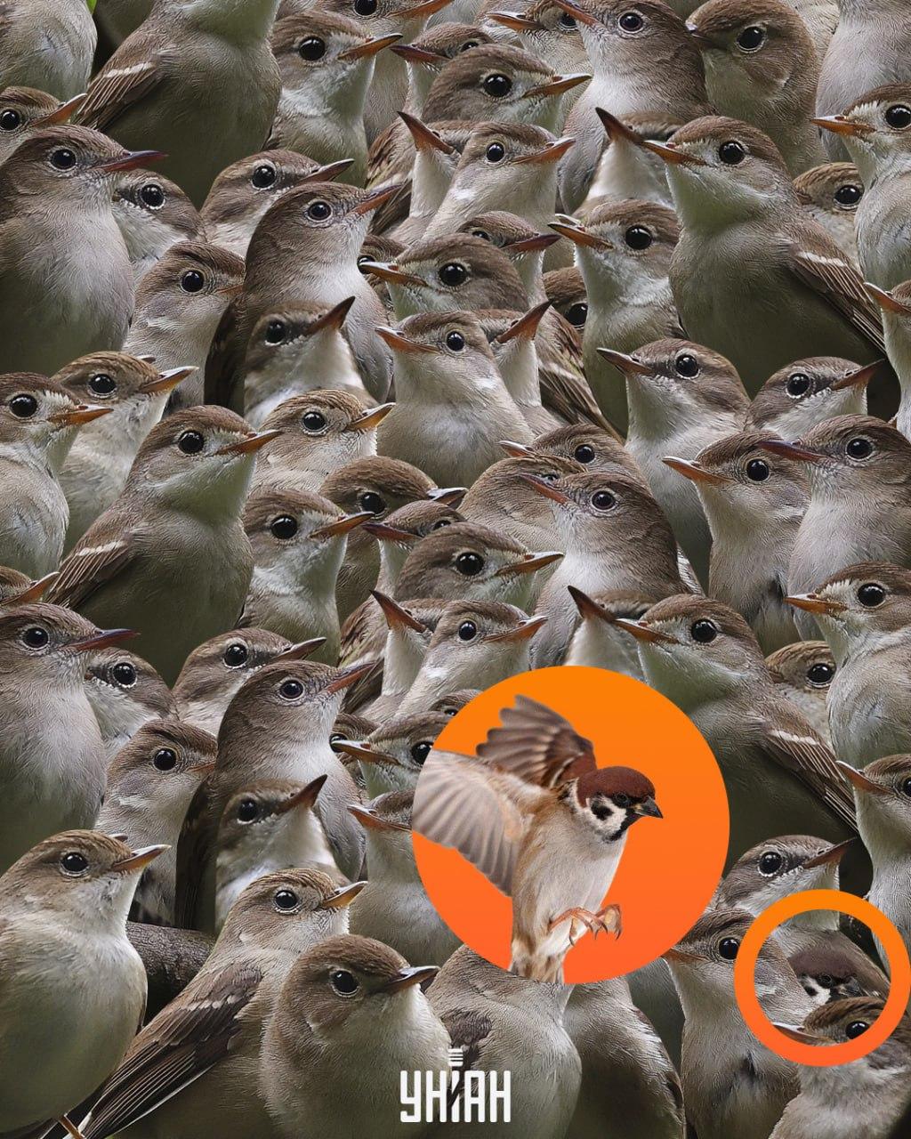 Vrabec se nacházel v dolní části skládačky / koláž Moje