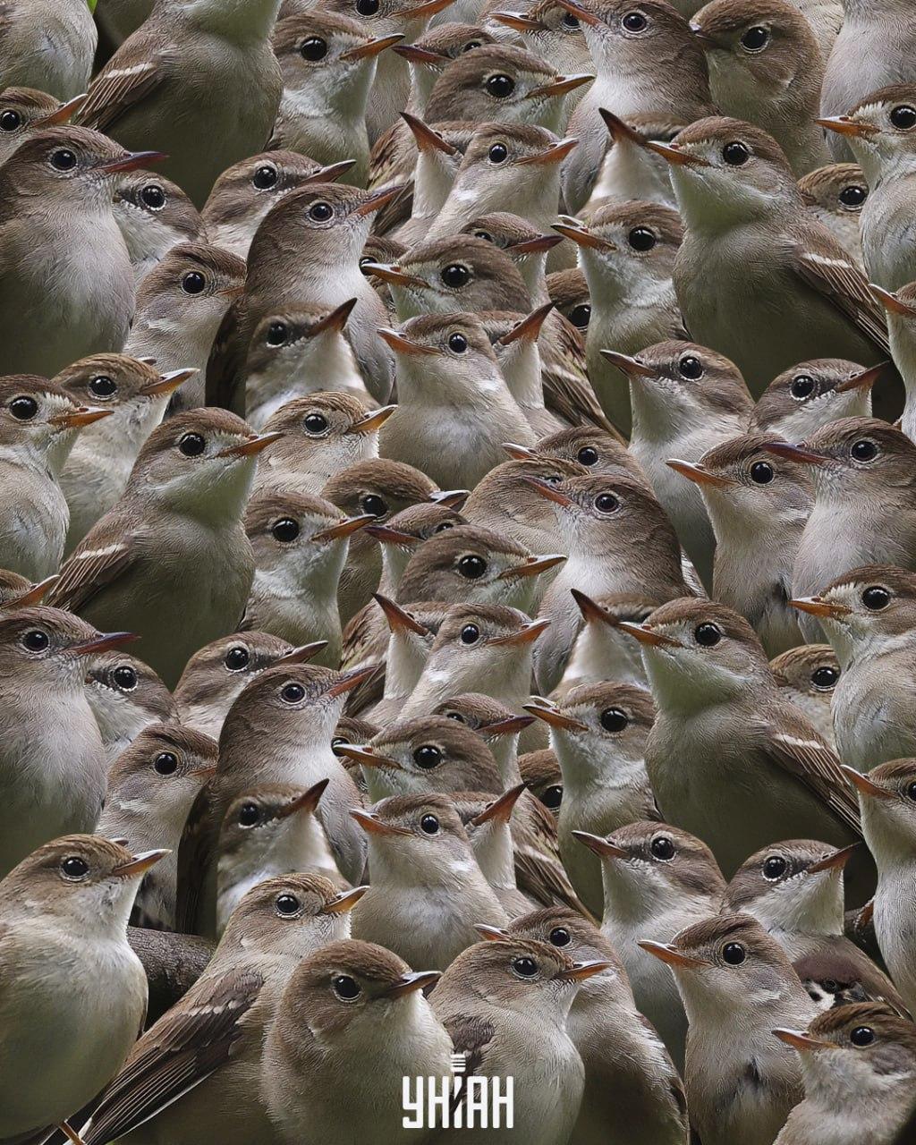 Vrabce byste měli hledat mezi slavíky / koláž Moje