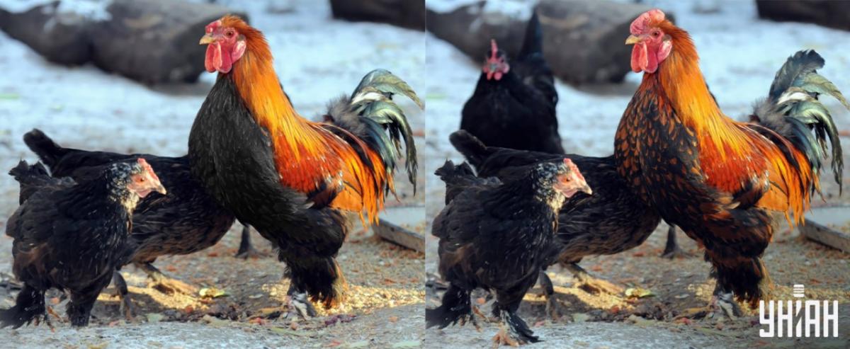 Najdi všechny rozdíly za 15 sekund / koláž Moje