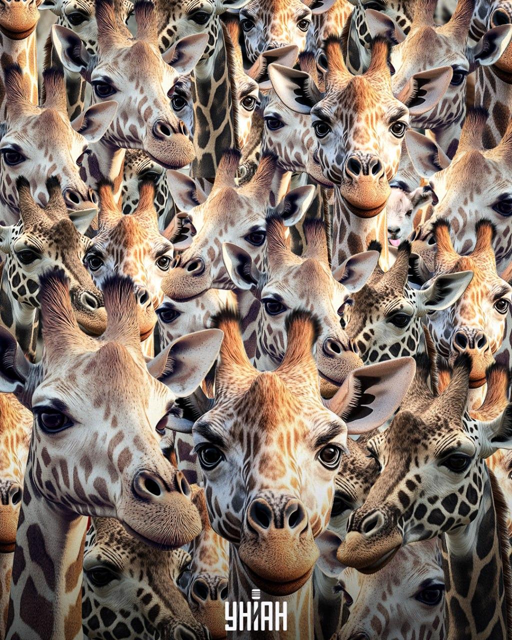 Je třeba najít nevychovanou kozu / koláž Moje