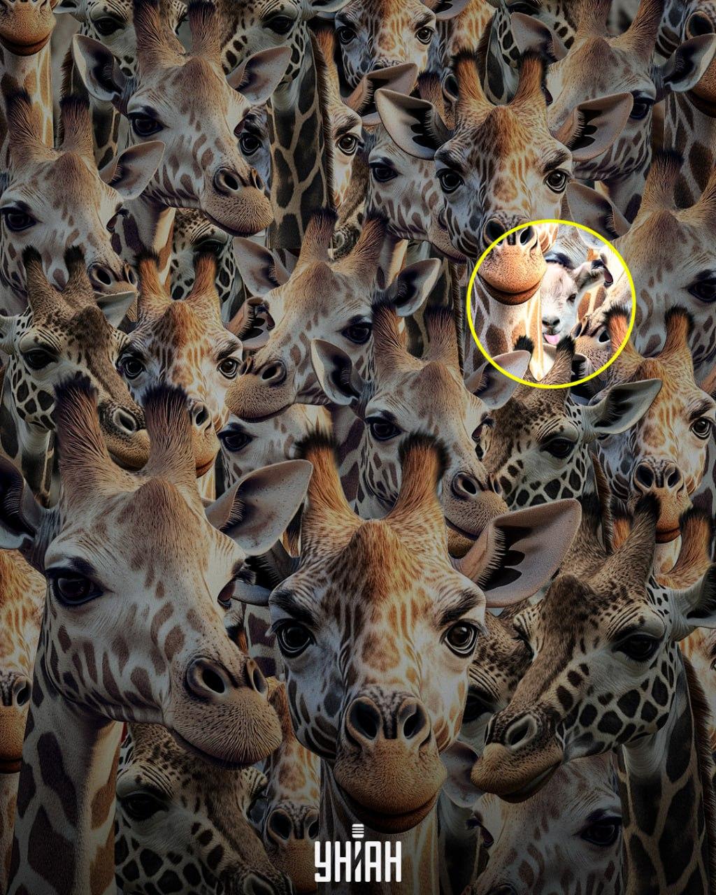 Musíme vypátrat toho drzého kozla / koláž Mojeu