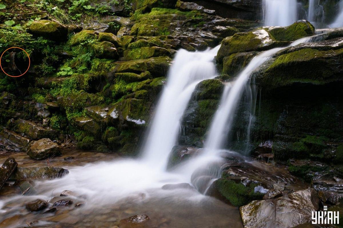 Odpověď na hádanku s liškou - kde přesně se zvíře skrývá / koláž Moje, foto Moje