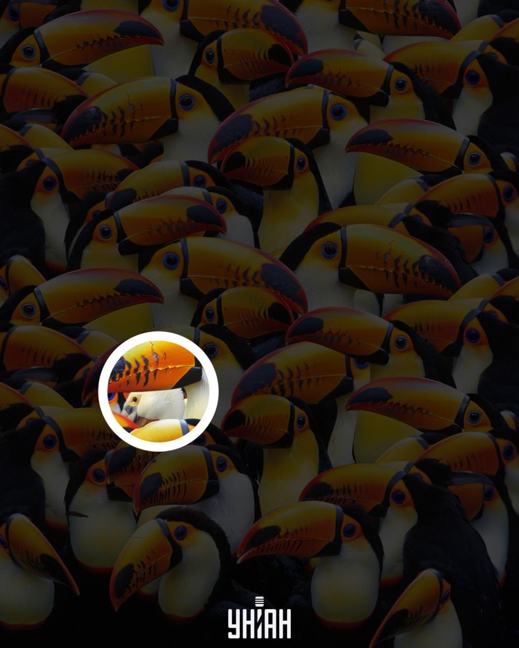 Pelikán byl blízko středu snímku / koláž Moje