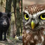 Chytrou sovu najdou za 9 sekund jen lidé s vysokým IQ: důmyslný optický klam Chytrou sovu najdou za 9 sekund jen lidé s vysokým