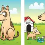 IQ test: za 45 sekund musíte najít 5 rozdílů mezi obrázkem psa a štěněte. IQ test: za 45 sekund musíte najít 5 rozdílů mezi