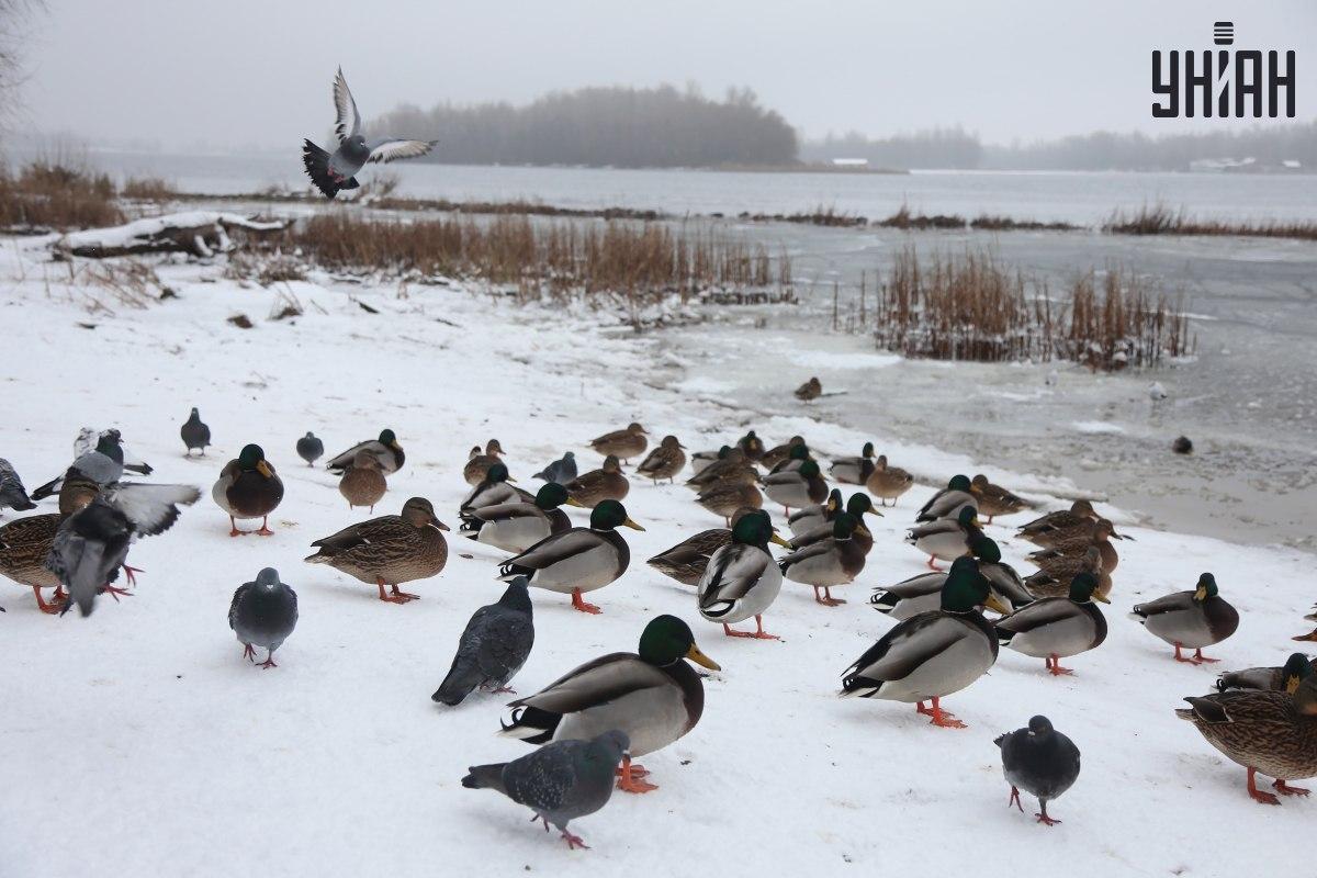 Najdi vrabce za pár vteřin / koláž s fotografií Moje