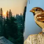 Jen lidé s "jestřábím zrakem" dokážou najít vrabce za 7 sekund: náročná záhada Jen lidé s "jestřábím zrakem" dokážou najít vrabce za 7