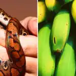 Jen málokdo je toho schopen: jen lidé s vysokým IQ