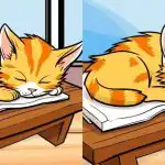 Jen ti nejpozornější najdou 3 rozdíly na obrázku kočky za 12 sekund: náročná hádanka. Jen ti nejpozornější najdou 3 rozdíly na obrázku kočky za