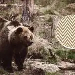 Medvěda musíte najít za 11 sekund: optický klam pro ty