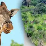 Najděte všechna zvířata na obrázku do 10 sekund: hádanka, kterou