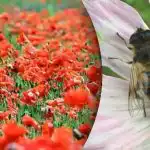 Nejtěžší optický klam: mezi máky musíte najít včelu Nejtěžší optický klam: mezi máky musíte najít včelu