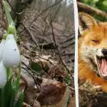 Optická iluze vám ukáže, jaké je vaše IQ: musíte najít