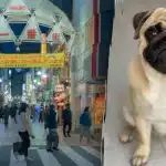 Potřebujete najít mopse na obrázku za 10 sekund: matoucí optický