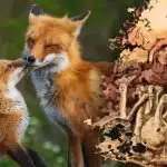 Pouhých 15 vteřin na nalezení lišky: záhada se zápletkou jen