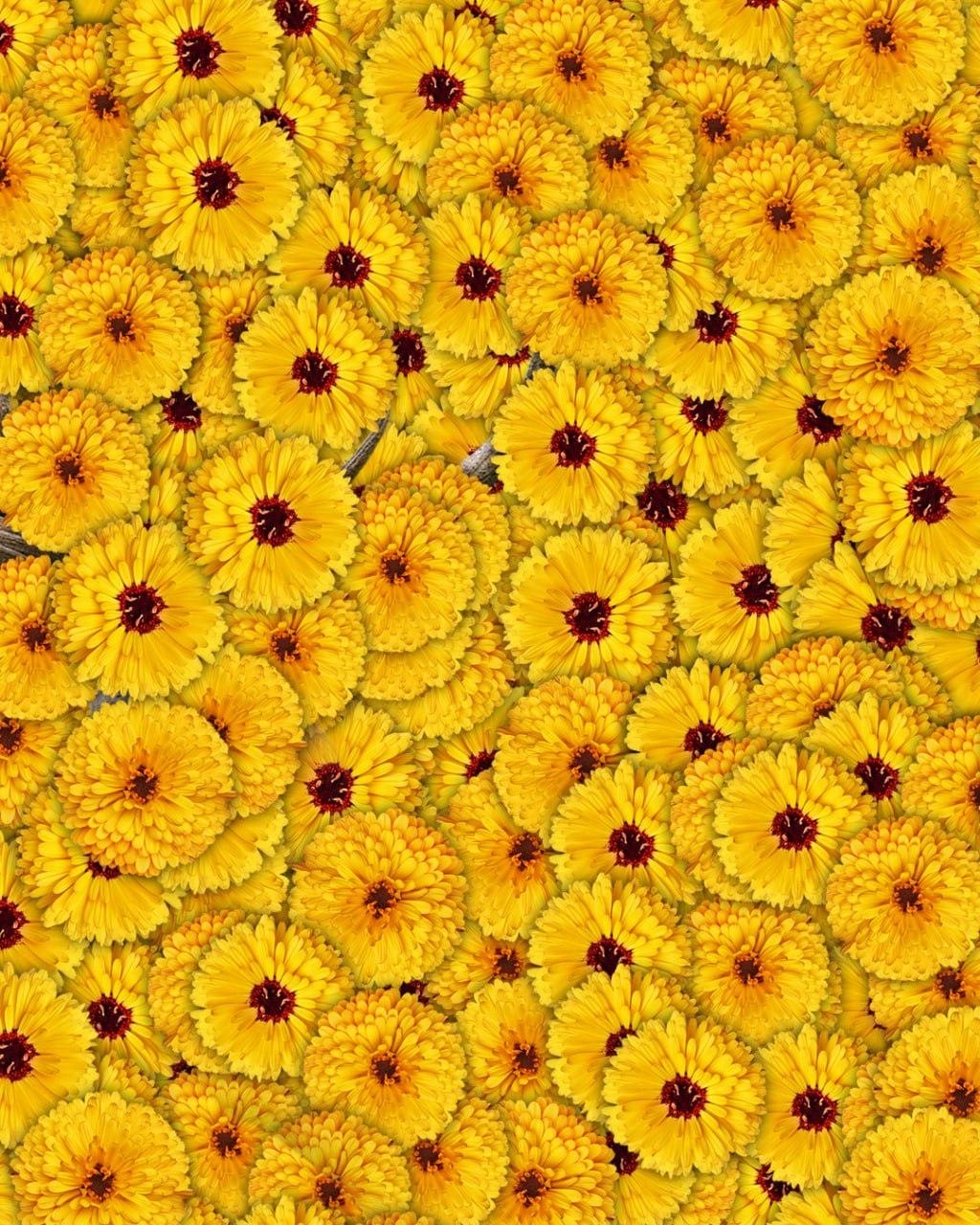 Pouze 1 z 10 lidí najde jelena na obrázku za 7 sekund: velmi složitý optický klam