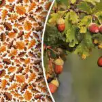 Pouze odborníci mohou v této složité logické hře odhalit žalud