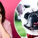 Super důmyslná optická iluze: psa najde za 10 sekund jen