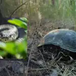 Výzva IQ: otestujte svou pozornost